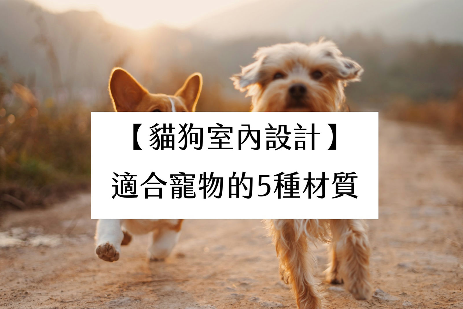 【貓狗室內設計】推薦適合寵物和小孩的5種材質