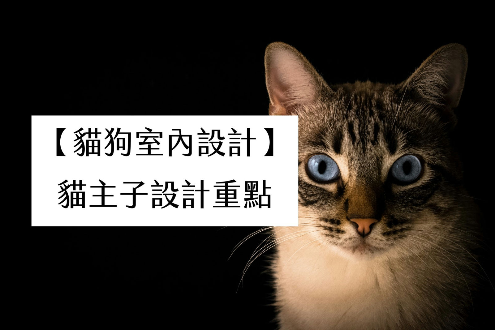 【貓狗室內設計】貓主子設計重點
