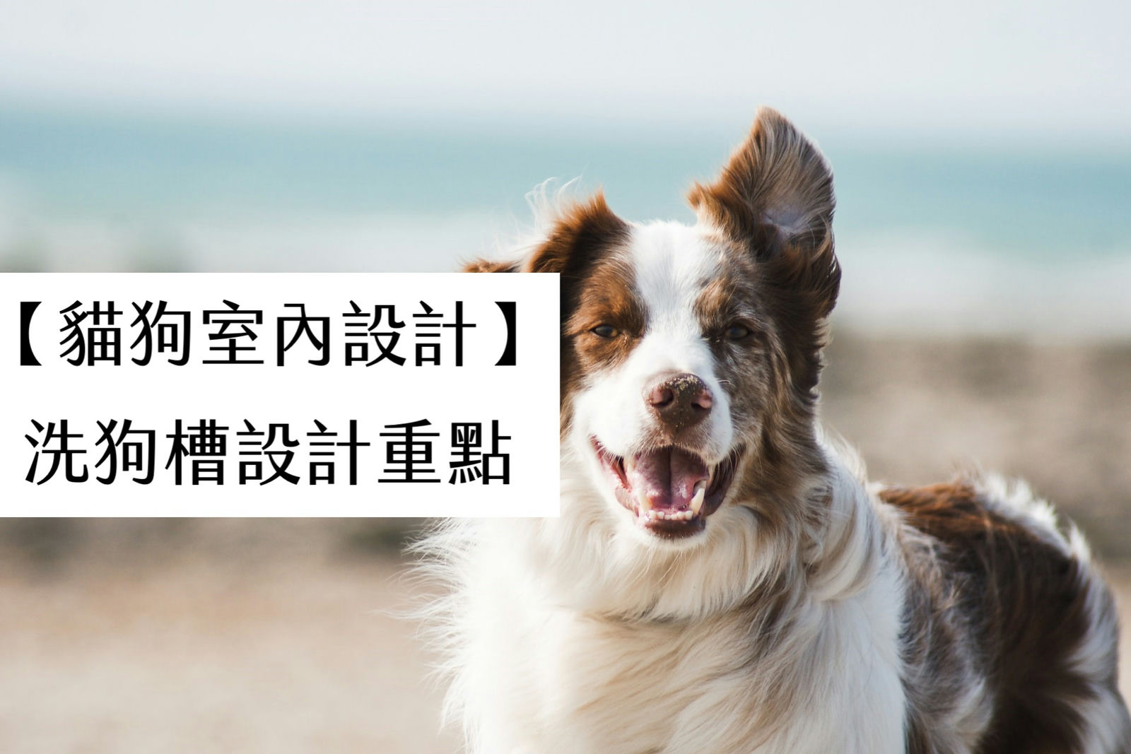 【貓狗室內設計】洗狗槽設計